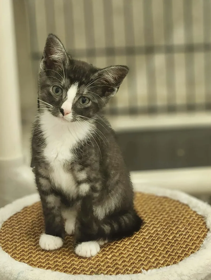 A baby medium-sized female Domestic Short Hair cat named Blippi for adoption in Social Circle, GA