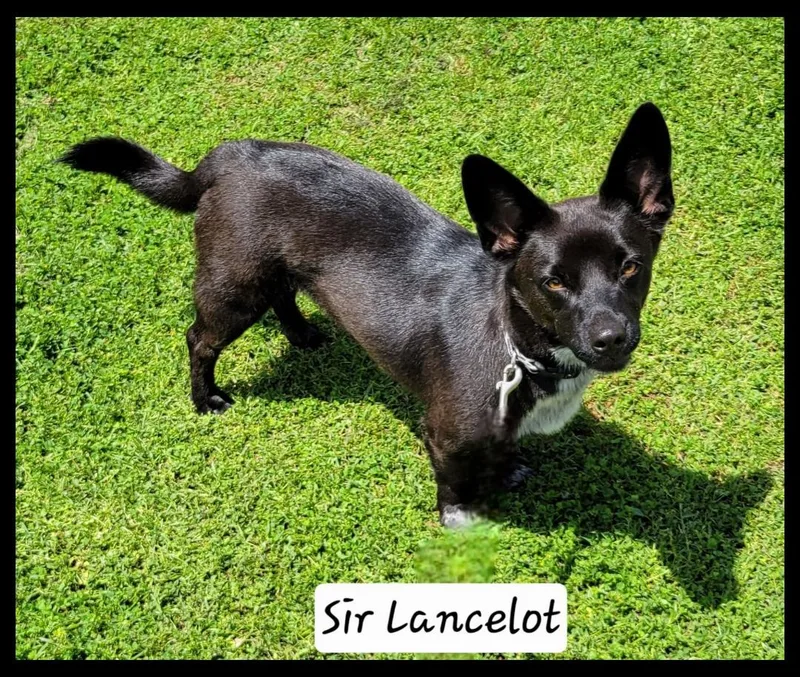 A young small-sized male Corgi dog named Sir Lancelot for adoption in Granbury, TX