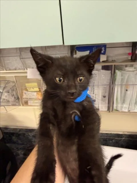 A baby medium-sized male Black Domestic Short Hair cat named Espresso for adoption in Woodland, CA