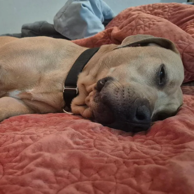 Mango Cream thumbnail 2