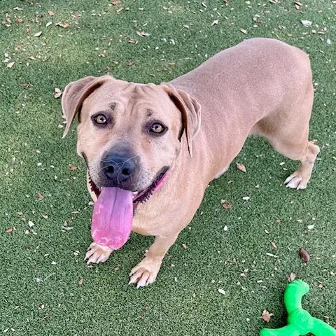 Mango Cream thumbnail 3