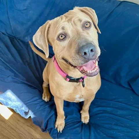 Mango Cream thumbnail 4