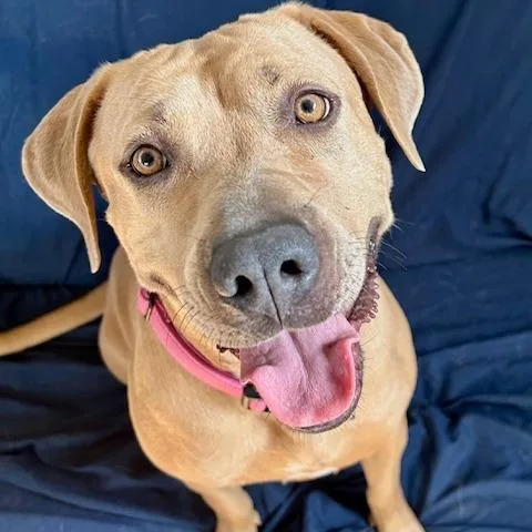 Mango Cream thumbnail 5