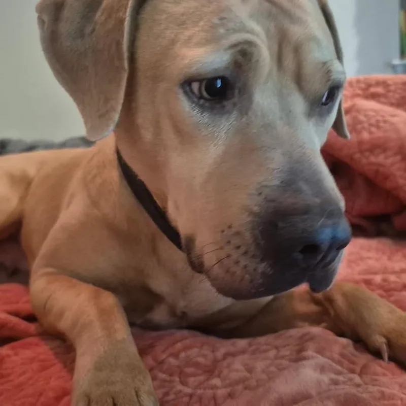 Mango Cream thumbnail 6