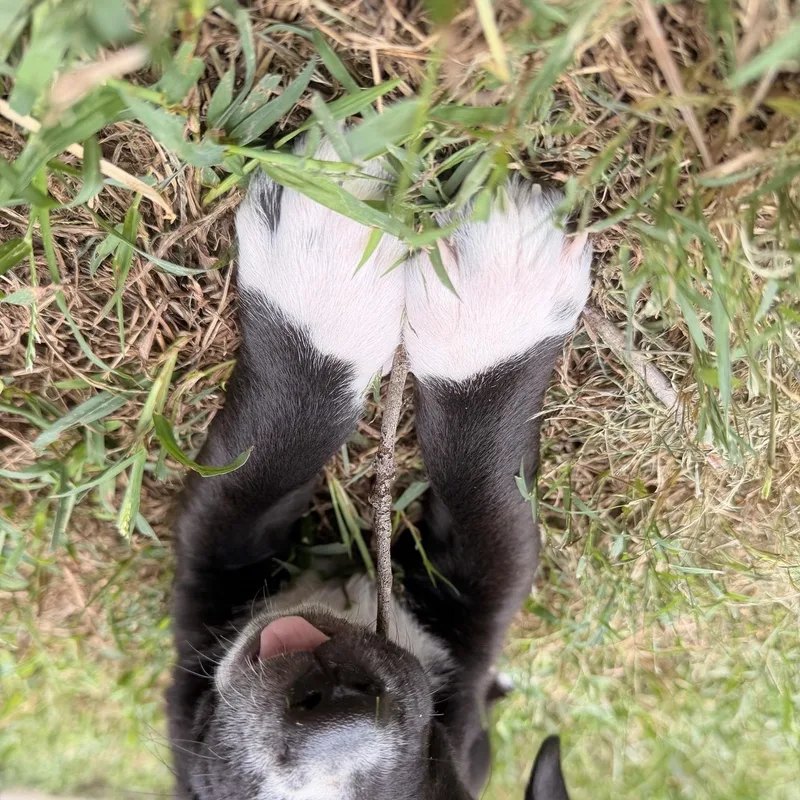 A baby small-sized male Black Border Collie dog named Mini Quiche for adoption in Saint Charles, MO