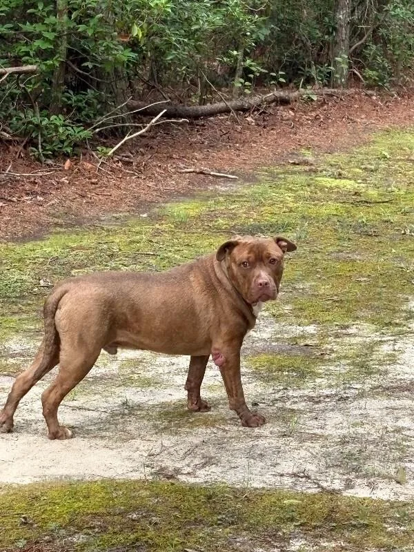 An adult large-sized male Brown / Chocolate Pit Bull Terrier dog named Herman for adoption in Providence Forge, VA