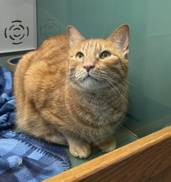 A senior medium-sized male Domestic Short Hair cat named Boopie for adoption in Suffolk, VA