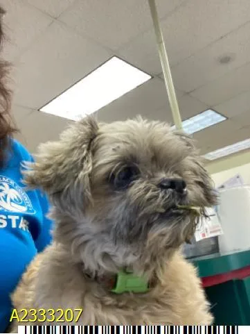 An adult small-sized female Mixed Breed dog named Snowball for adoption in West Palm Beach, FL