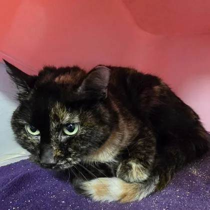 A young small-sized female Domestic Short Hair cat named Pen for adoption in Janesville, WI