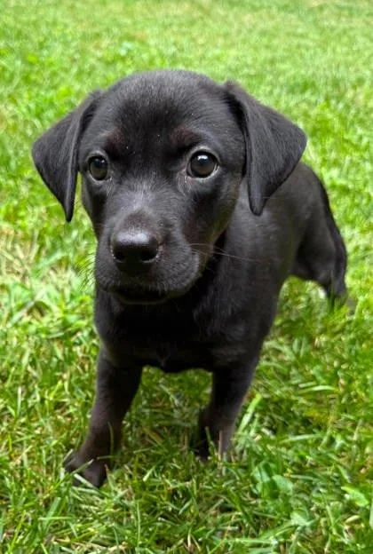 A baby medium-sized female Beagle dog named Faith for adoption in Malvern, PA