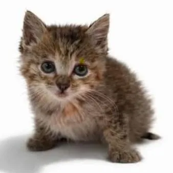 A baby medium-sized female Tabby (Brown / Chocolate) Tabby cat named Ember for adoption in Trophy Club, TX