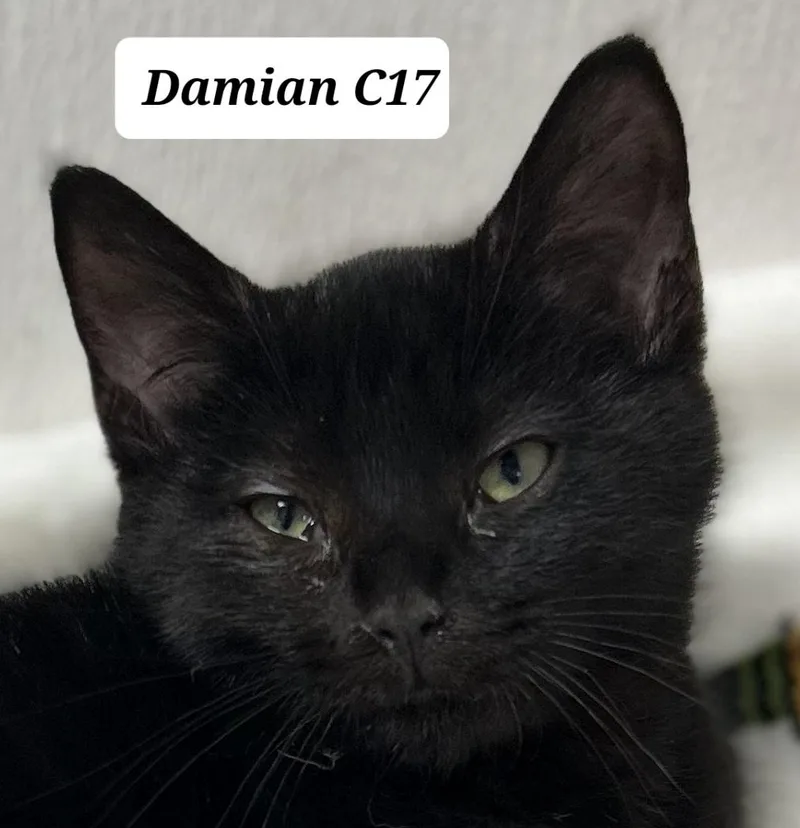 Damian
