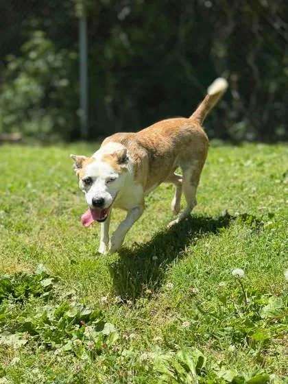 An adult medium-sized female Brown / Chocolate Mixed Breed dog named Aggie for adoption in Leitchfield, KY