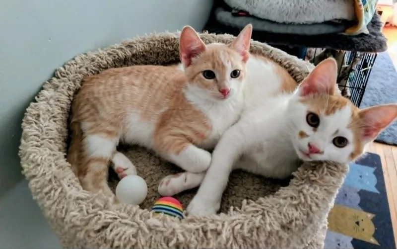 A baby medium-sized male Domestic Short Hair cat named Gus Max for adoption in Minneapolis, MN