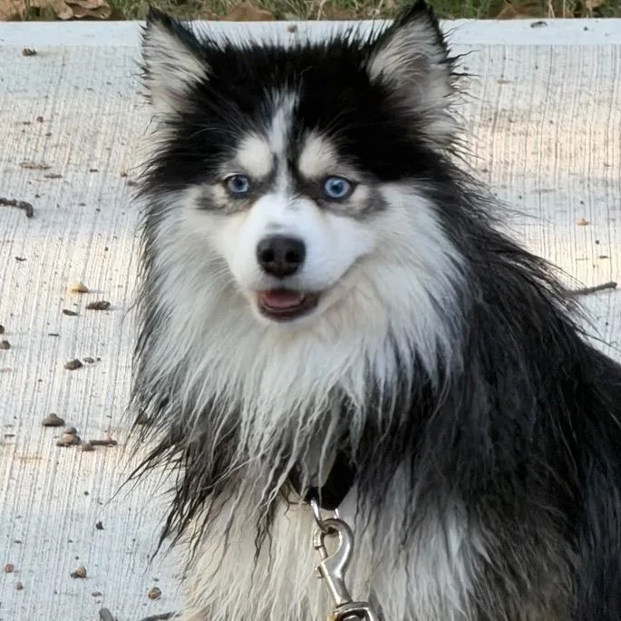 A young small-sized female Black Pomeranian dog named Stevie for adoption in Kansas City, MO