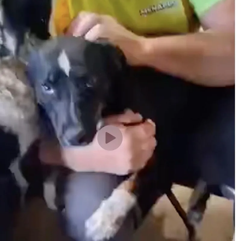 A young medium-sized female Black Australian Shepherd dog named Hazel for adoption in Normal, IL