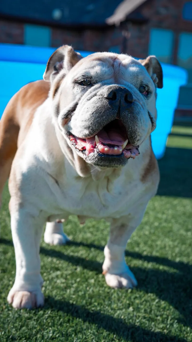 A senior large-sized female English Bulldog dog named Dolly for adoption in Los Angeles, CA