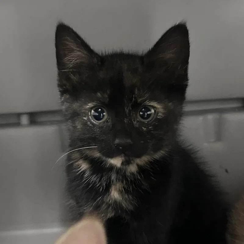 A baby small-sized female Torbie Domestic Short Hair cat named Elaina for adoption in Philadelphia, PA
