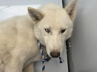 A young large-sized male Husky dog named Mario for adoption in Bakersfield, CA