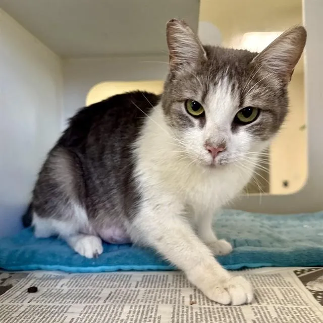 A young medium-sized female Domestic Short Hair cat named Starlite for adoption in Riverside, CA