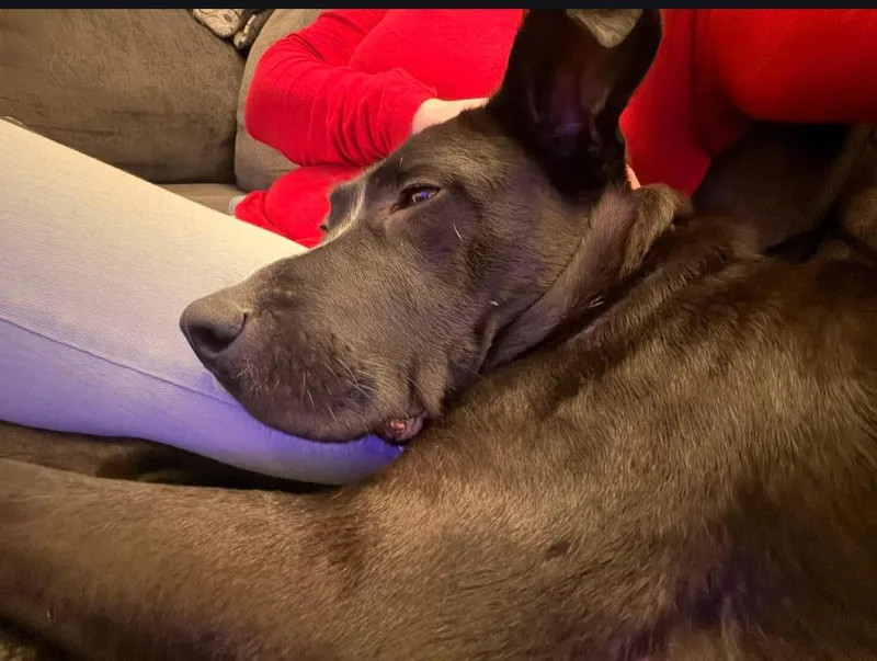 An adult medium-sized female Labrador Retriever dog named Cinder for adoption in merrillville, IN