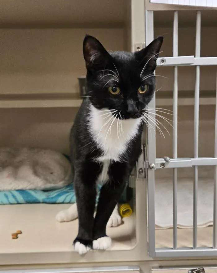 A young medium-sized male Black & White / Tuxedo Tuxedo cat named Reesú for adoption in New Rochelle, NY