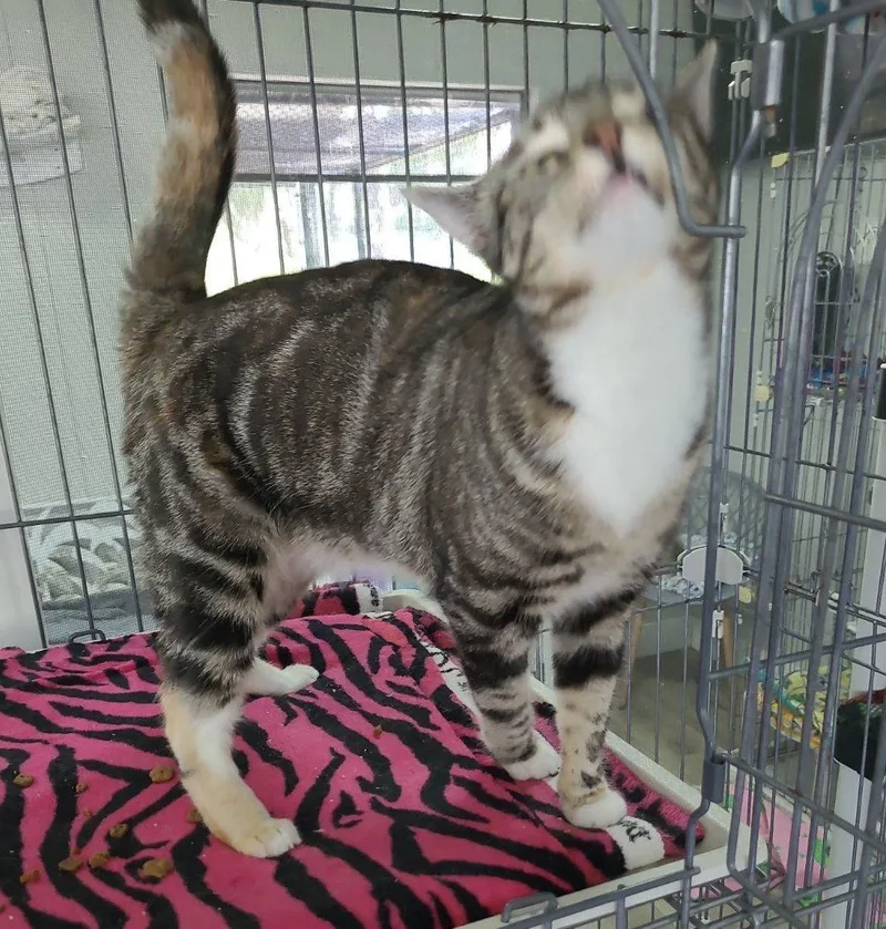 A young medium-sized female American Shorthair cat named Lola for adoption in Naples, FL