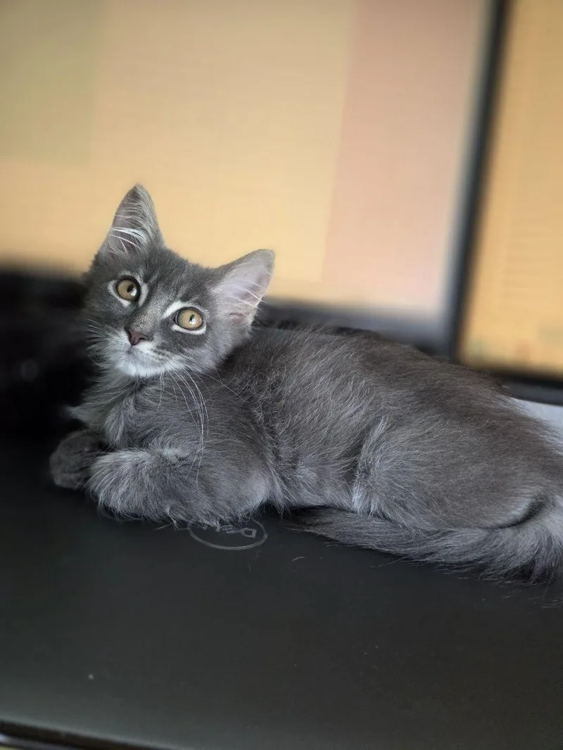 A baby medium-sized male Gray / Blue / Silver Domestic Medium Hair cat named Pewee for adoption in Royal Oak, MI