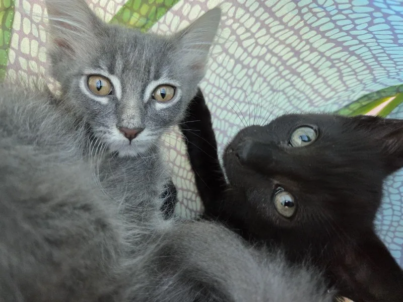 Pewee thumbnail 5