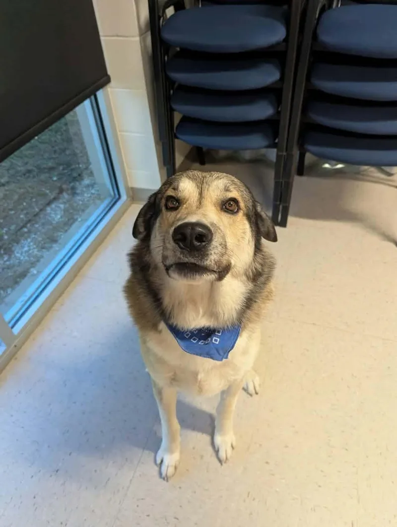 An adult extra large-sized male Yellow / Tan / Blond / Fawn Anatolian Shepherd dog named Ricky for adoption in Fayetteville, AR