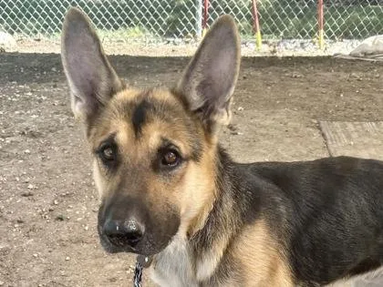 An adult large-sized male Tricolor (Brown, Black, & White) Mixed Breed dog named Yuri for adoption in Georgetown, TX