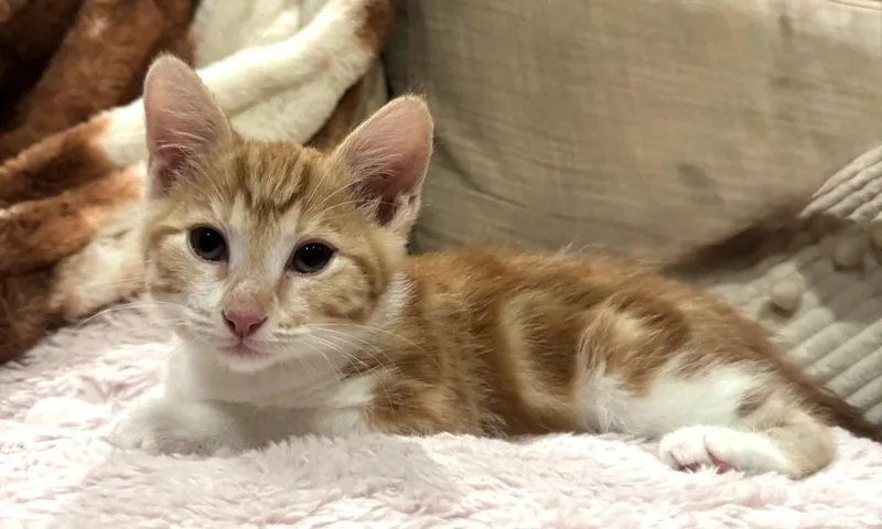 A baby medium-sized male Orange & White Tabby cat named Streetcar for adoption in San Jose, CA