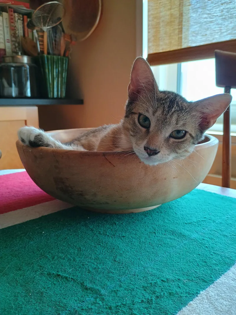 A baby medium-sized male Domestic Short Hair cat named Jalen and OG for adoption in Brooklyn, NY