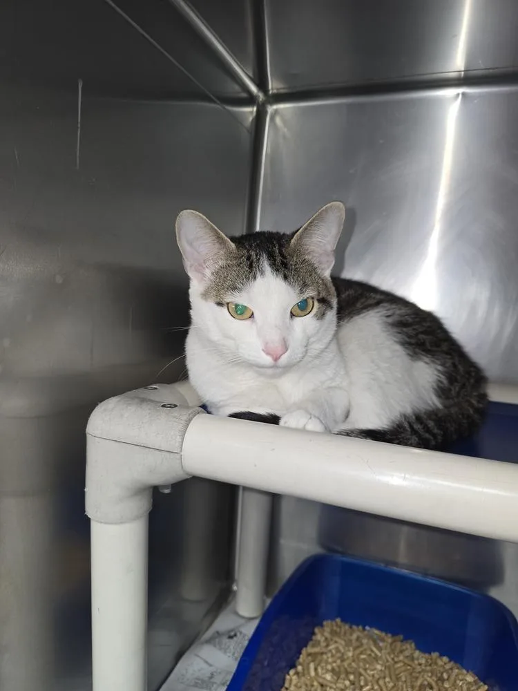An adult small-sized male Domestic Short Hair cat named Papa for adoption in Evansville, IN
