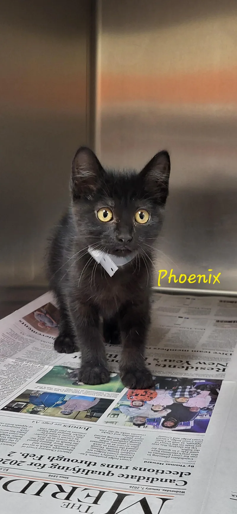 A baby large-sized female Black Domestic Short Hair cat named Phoenix for adoption in Marion, MS