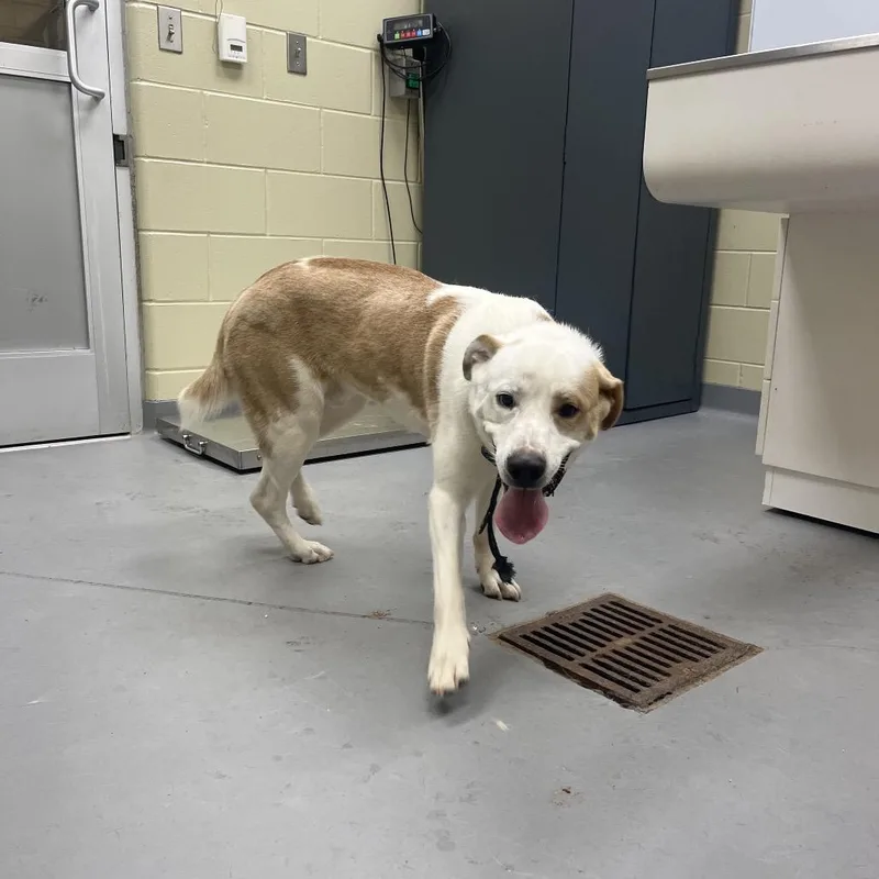 An adult medium-sized male White / Cream Mixed Breed dog named Strayschomburgroad for adoption in Columbus, GA