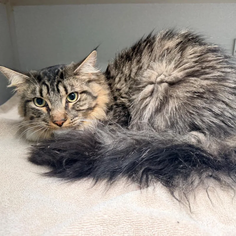 A young medium-sized male Brown / Chocolate Domestic Short Hair cat named Pink Panther for adoption in Weimar, CA