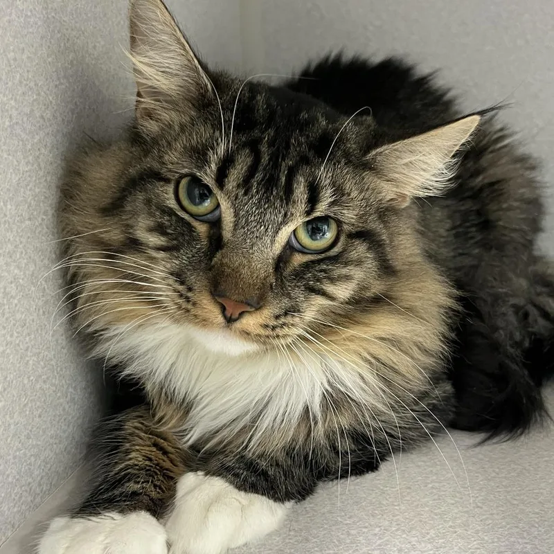 Pink Panther thumbnail 2