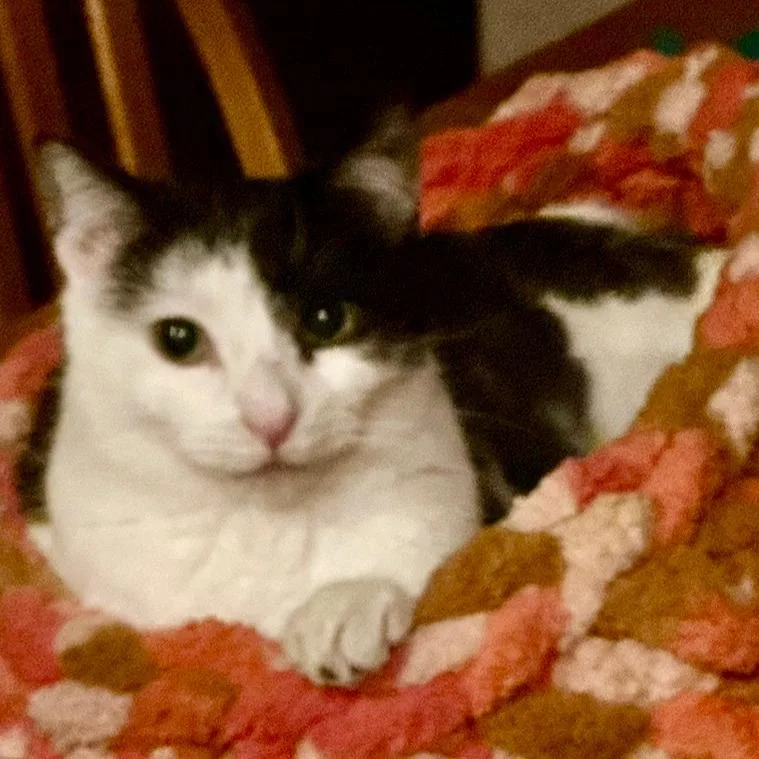 An adult medium-sized male White Domestic Short Hair cat named Elton for adoption in Inver Grove Heights, MN
