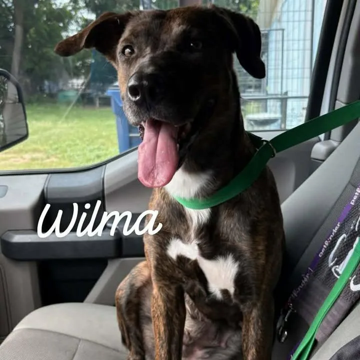 Wilma