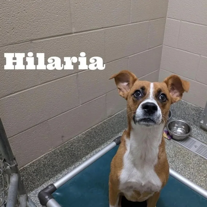 A baby medium-sized female Tricolor (Brown, Black, & White) Boxer dog named Hilaria for adoption in Williston, VT