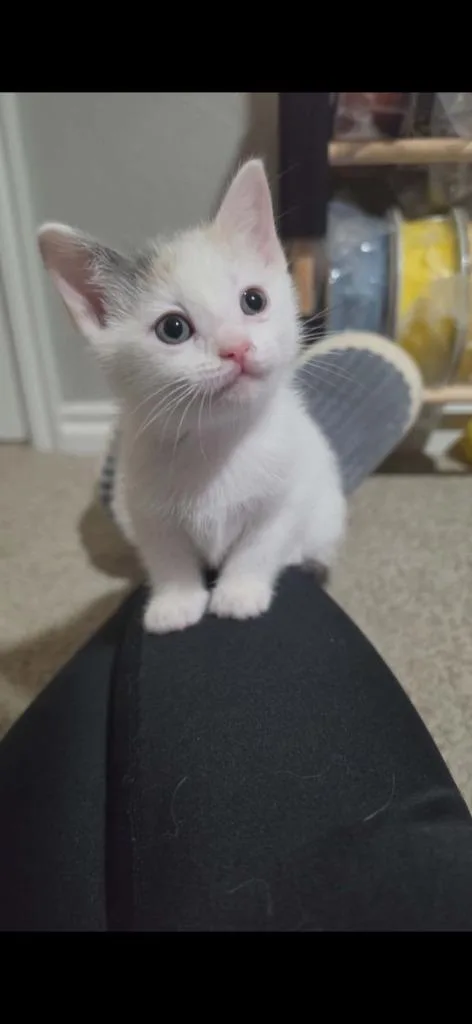 A baby small-sized female Domestic Short Hair cat named Dew for adoption in Ada, OK