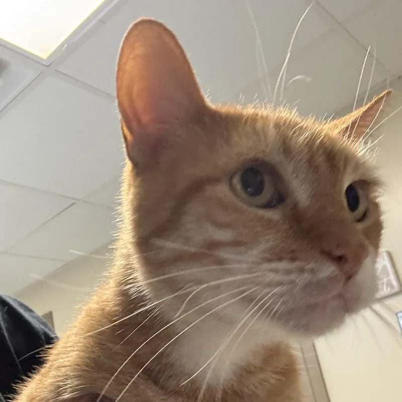 An adult large-sized male Orange / Red Domestic Short Hair cat named Moops for adoption in Baltimore, MD