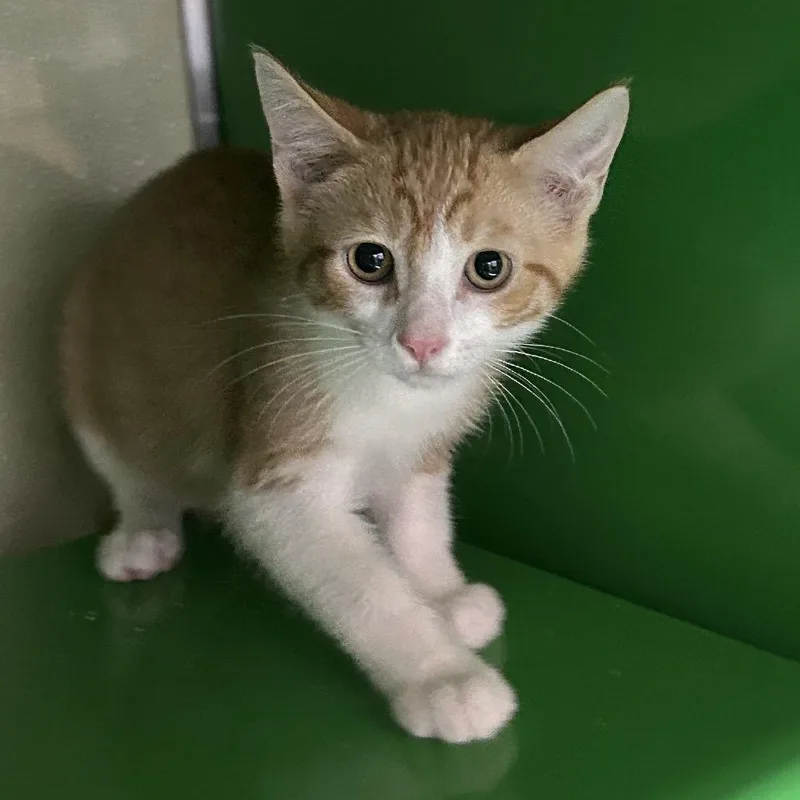 A baby small-sized male Orange / Red Domestic Short Hair cat named Boo for adoption in Point Richmond, CA