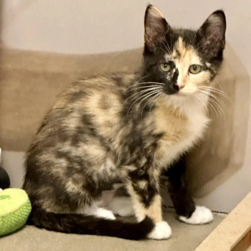 A baby small-sized female Calico Domestic Short Hair cat named Harlequin for adoption in Richmond, VA