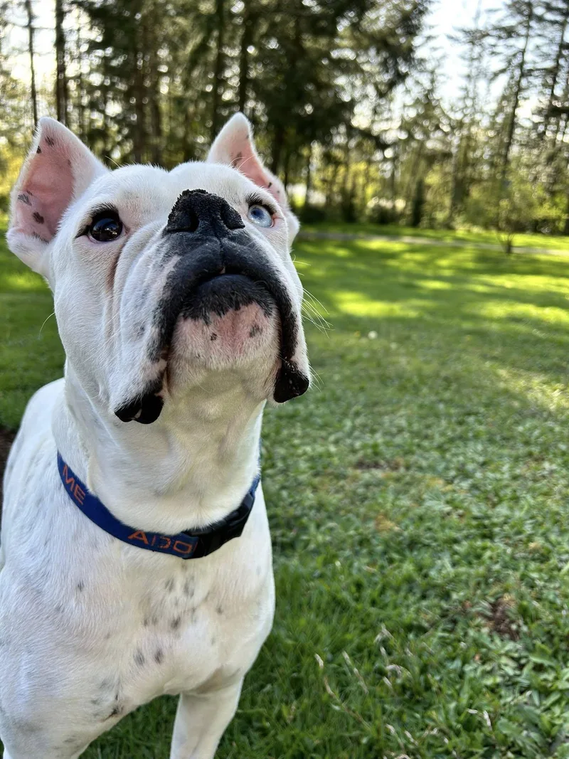 An adult large-sized male Boxer dog named Guapo for adoption in Stanwood, WA