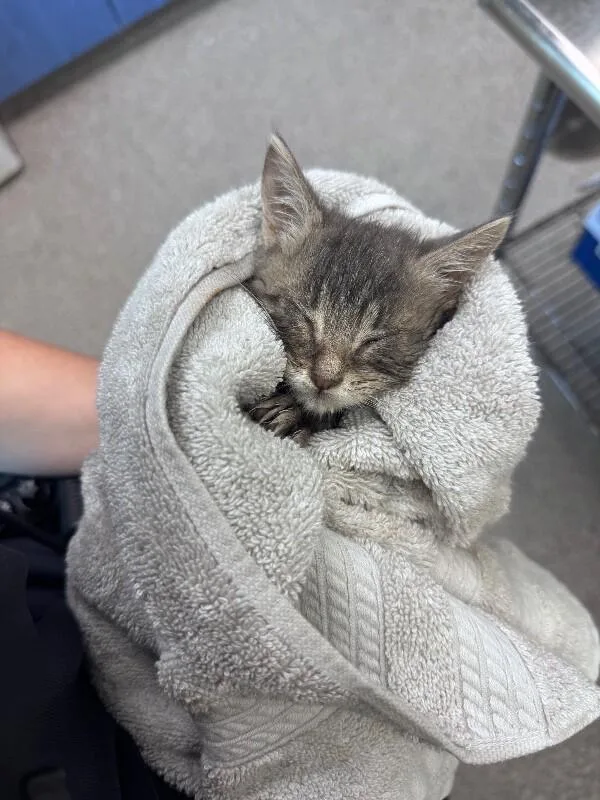 A young medium-sized female Tabby (Gray / Blue / Silver) Domestic Short Hair cat named Moon for adoption in Disputanta, VA