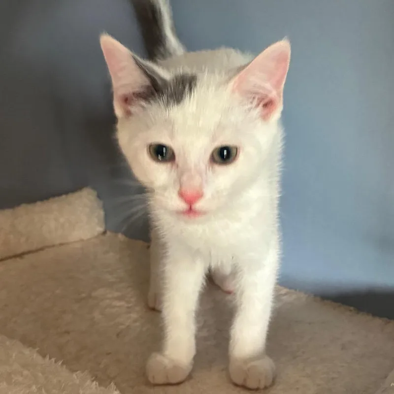 A baby small-sized female White Domestic Short Hair cat named Birdie for adoption in Carmel, IN
