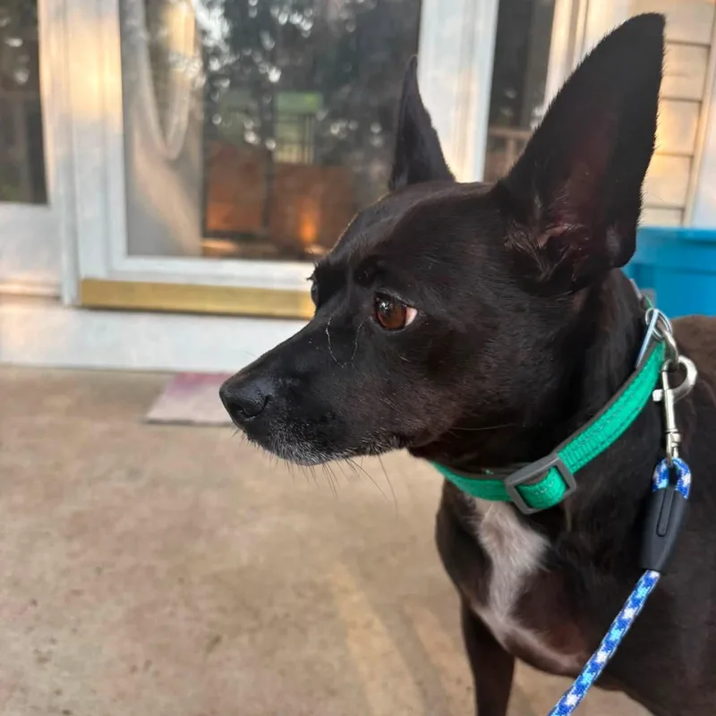 An adult medium-sized female Schipperke dog named Lilly for adoption in Severn, MD