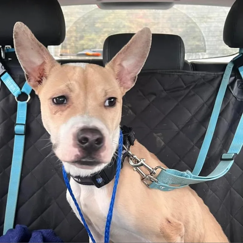 Tator Tot thumbnail 2